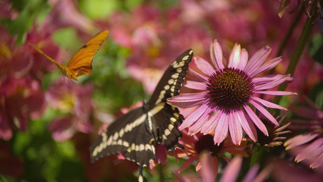 这张照片拍摄的是燕尾蝶和Julia Heliconian蝴蝶从粉色雏菊上飞离，美国加州圣巴巴拉视频素材