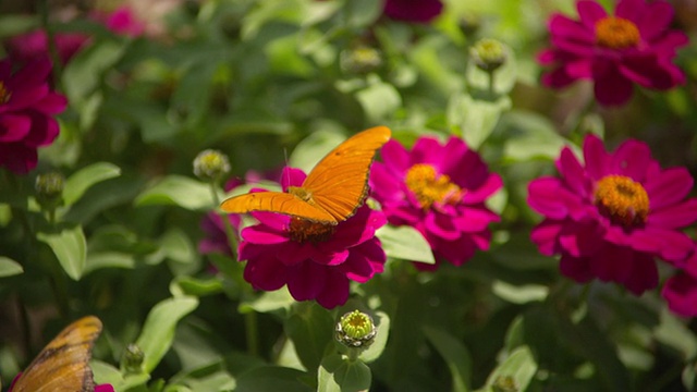 Julia Heliconian橙色蝴蝶从红花顶上飞走的照片/圣巴巴拉，加利福尼亚，美国视频素材