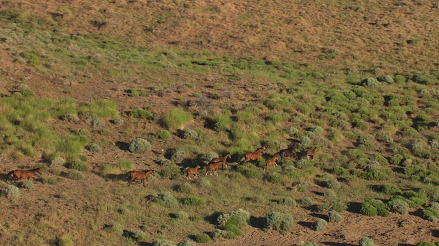 美国内华达州瓦肖县，野马在山坡上奔跑视频素材