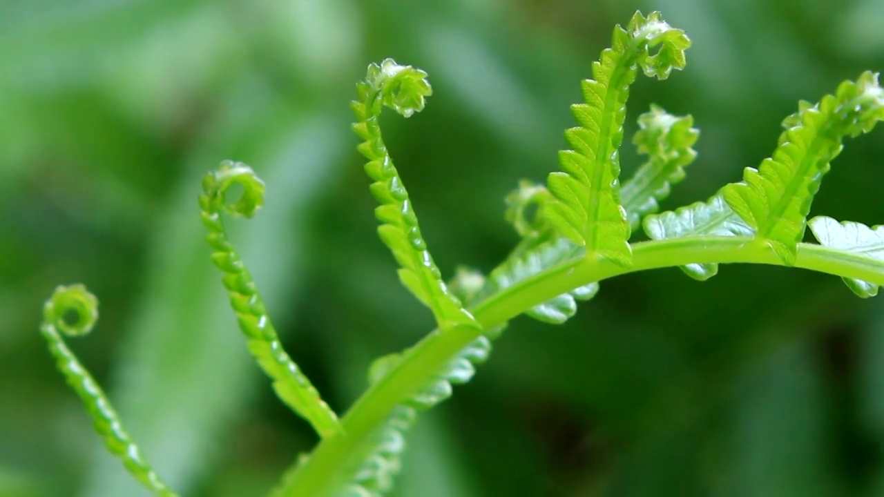 漂亮的绿色蕨类植物视频素材