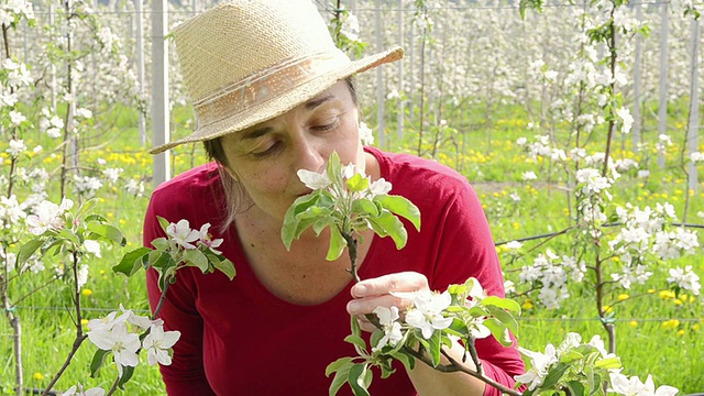 MS拍摄的女人闻苹果花/ Merano，南蒂罗尔，意大利视频素材