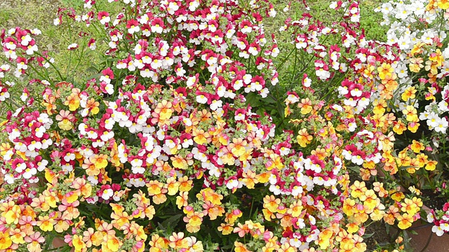 Nemesia flowers / Merano，南蒂罗尔，意大利视频素材