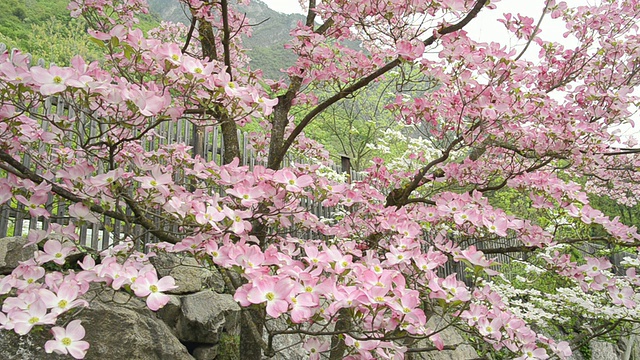 盛开的山茱萸(佛罗里达山茱萸)/ Merano，南蒂罗尔，意大利视频素材