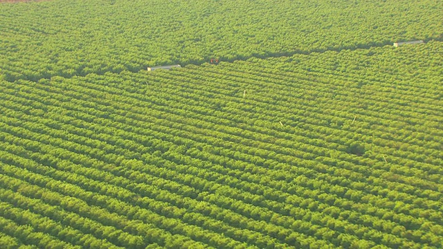 美国佛罗里达州科利尔县的柑橘园和柑橘树中出现了WS AERIAL ZO梯子视频素材