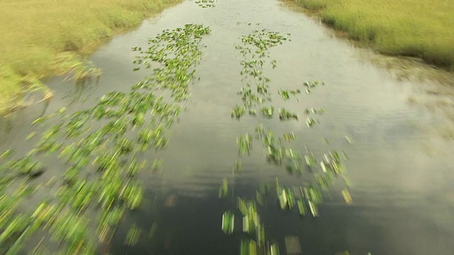 图为美国佛罗里达大沼泽地两边的运河和锯草草原视频素材