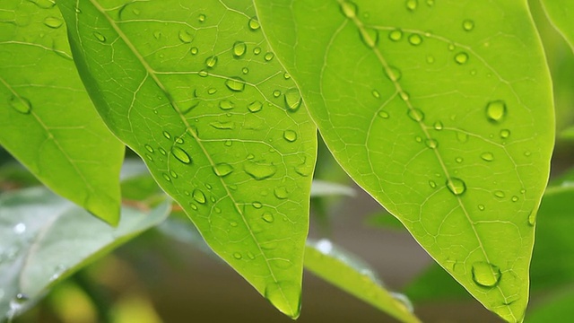 水滴视频素材