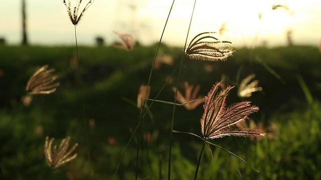 草视频素材