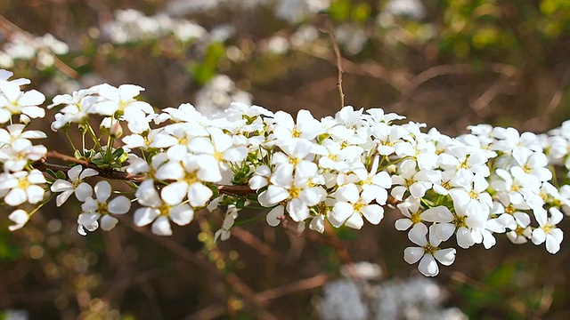 CU T/L PAN新娘花环和鲜花拍摄/首尔，韩国视频素材