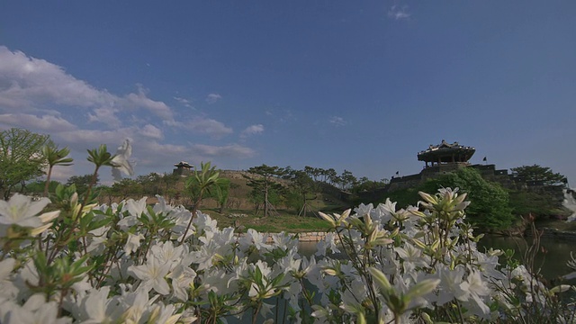 韩国京畿道水原华城城堡Banghwasuryujeong建筑(联合国教科文组织遗产)周围的杜鹃花视频素材