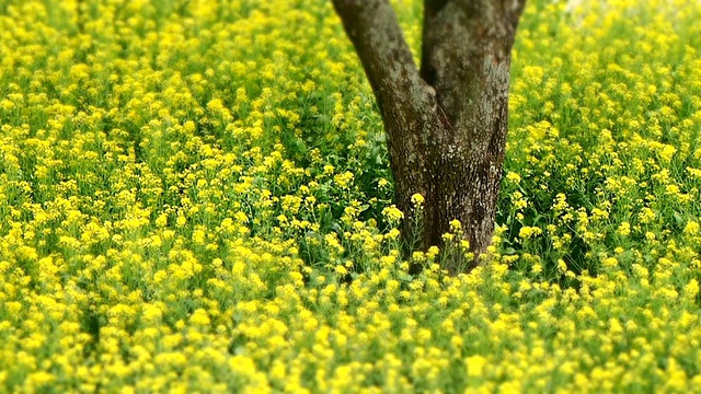 MS T/L吹油菜籽在微风/ Seosan，忠清南道，韩国视频素材