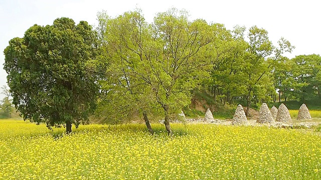 韩国忠清南道的海修城城堡地区/修山盛开的油菜花视频素材