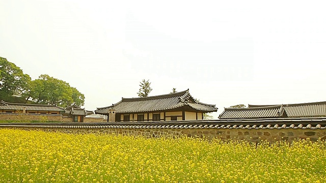 韩国忠清南道的海修城城堡地区/修山盛开的油菜花视频素材