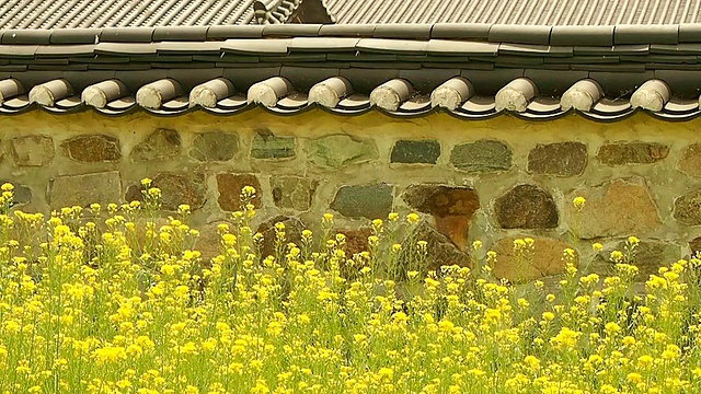 韩国忠清南道的海修城城堡地区/修山盛开的油菜花视频素材