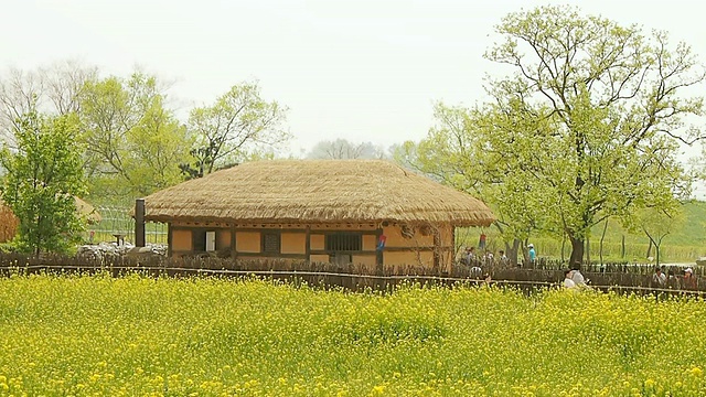 韩国忠清南道的海修城城堡地区/修山盛开的油菜花视频素材