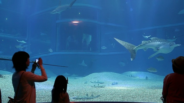 图为人们在日本关东大阪水族馆观赏鱼类和海洋生物视频素材