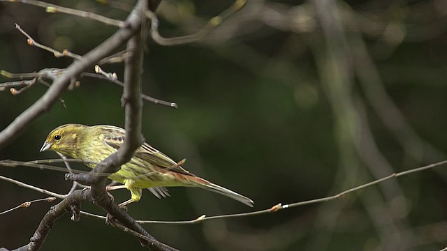 MS SLO MO拍摄的yellow whammet降落在Branch / Vieux Pont en Auge，诺曼底，法国视频素材