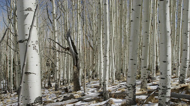 在博尔德山/博尔德山，美国犹他州，博尔德山积雪覆盖的森林中摇摄树木，视频素材