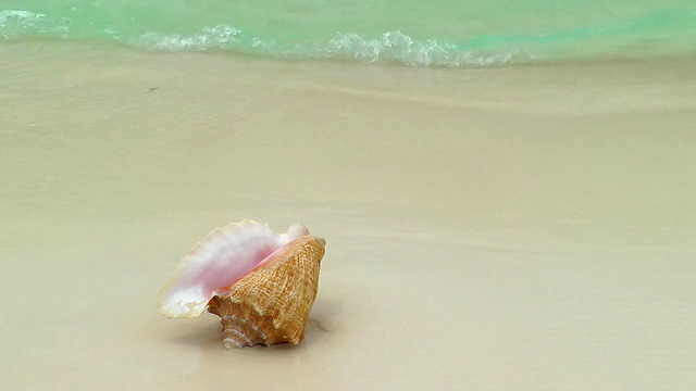 坎昆海滩的海螺壳视频素材