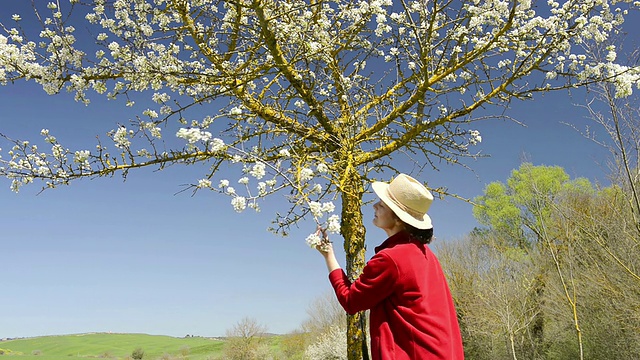 MS Shot of Woman taking photos of花树/ Pienza，托斯卡纳，意大利视频素材