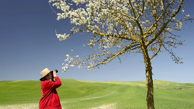 MS Shot of Woman photography一棵开花的树/ Pienza，托斯卡纳，意大利视频素材