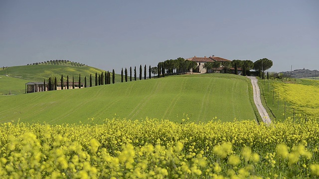 WS View of Country road通往乡村别墅，柏树，油菜田/ Pienza，托斯卡纳，意大利视频素材