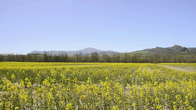 意大利托斯卡纳谷地(Pienza)的油菜田视频素材