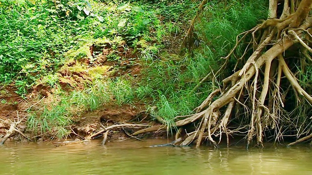 MS POV SLO MO在棕色河水中浸泡树根的拍摄/老挝琅勃拉邦的曼恩视频下载