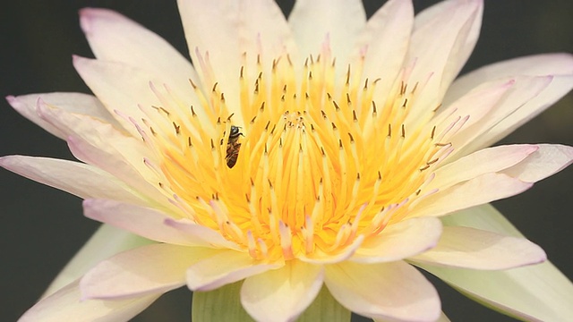 蜜蜂在莲花视频素材