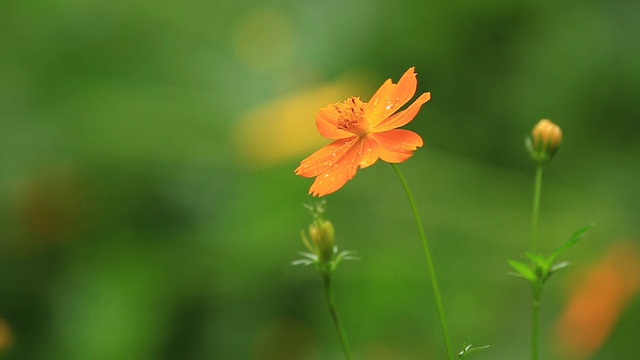 橘色花视频素材