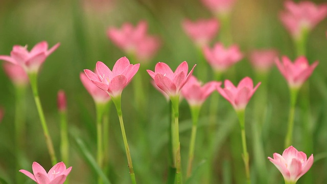 番红花属视频素材