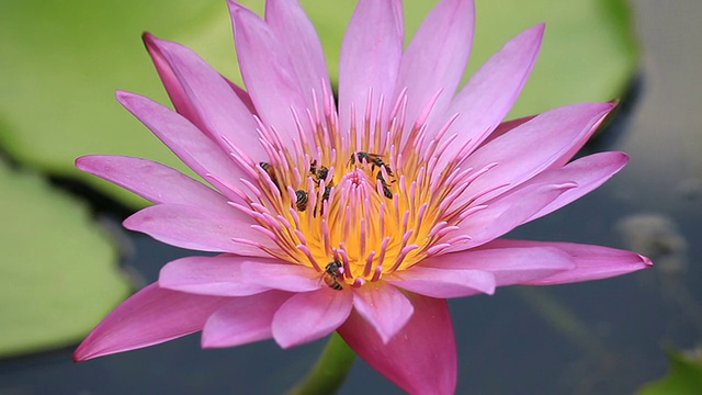 蜜蜂在莲花视频素材