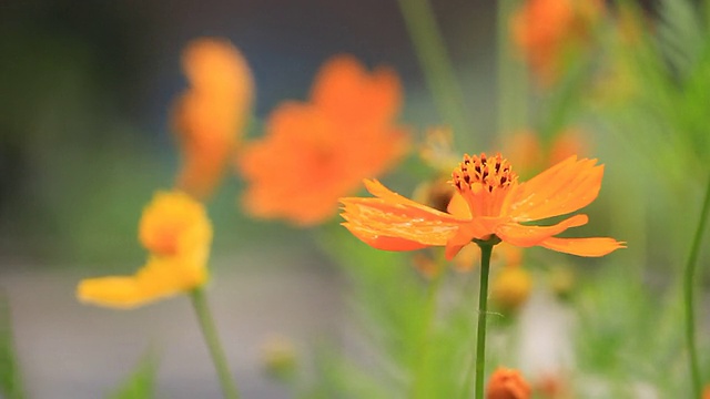 微风中飘过橙花视频素材