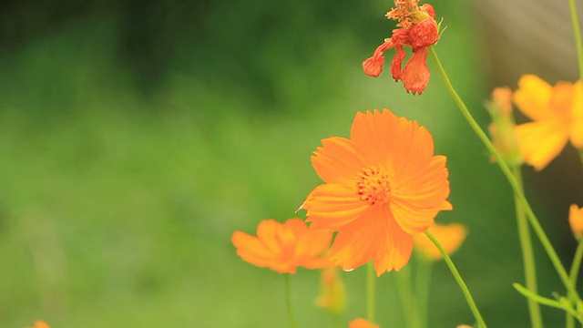 微风中飘过橙花视频素材