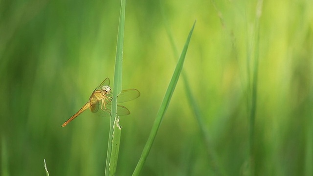 蜻蜓视频素材