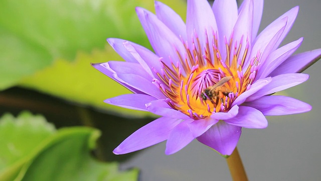 特写紫莲花与蜜蜂。视频素材