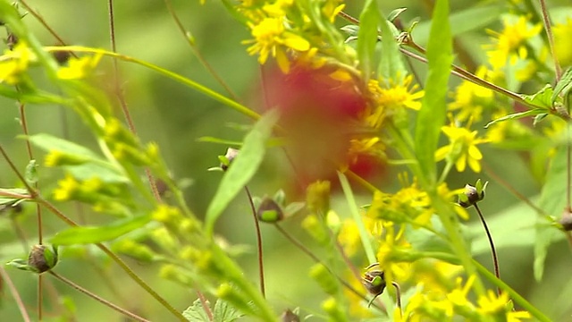 北阿坎德邦花谷花枪挡视频素材