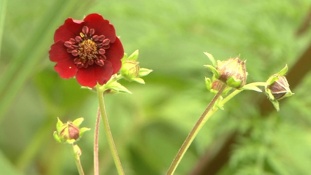 北阿坎德邦的花谷里开着朵朵红花视频素材