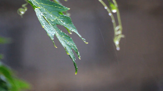 雨打树叶视频素材