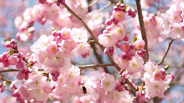 粉红色的樱花视频素材