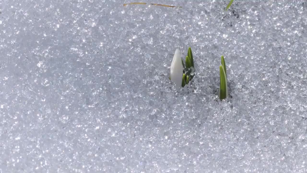 雪融化了，露出番红花视频素材