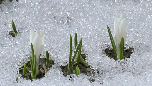 雪融化，番红花开放视频素材