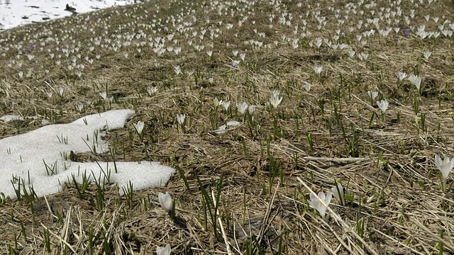 融化的雪和番红花视频素材