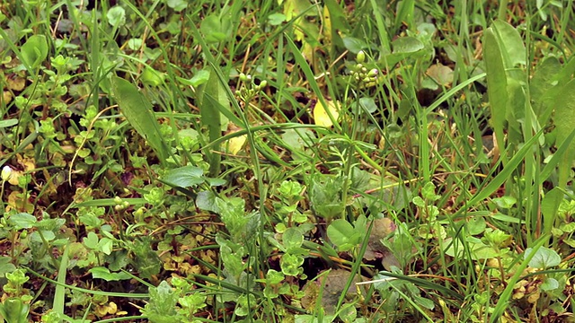 田间种植植物视频素材