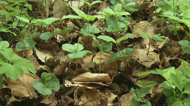 植物,山毛榉坚果视频素材