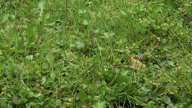 草和植物生长视频素材