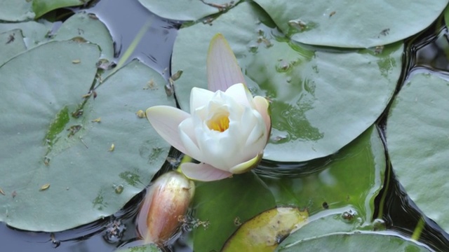 白色的莲花开放视频素材