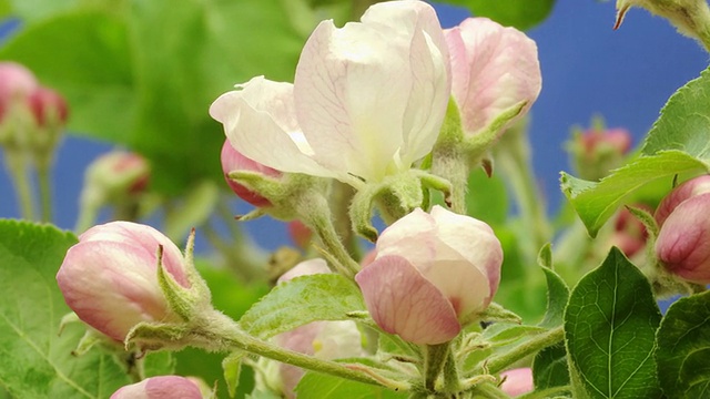 苹果花开始视频素材