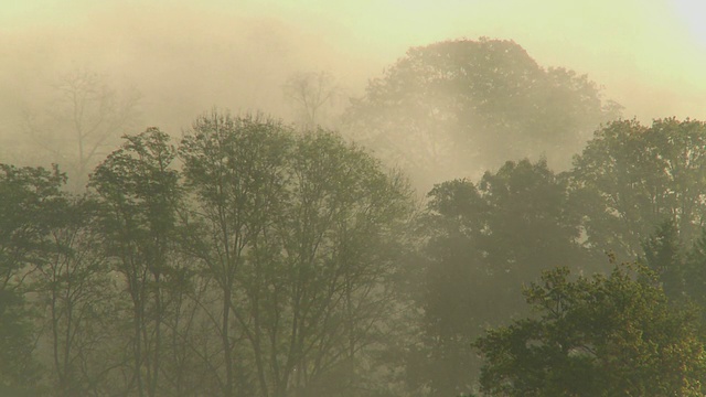 雨后的雾穿过树林视频素材