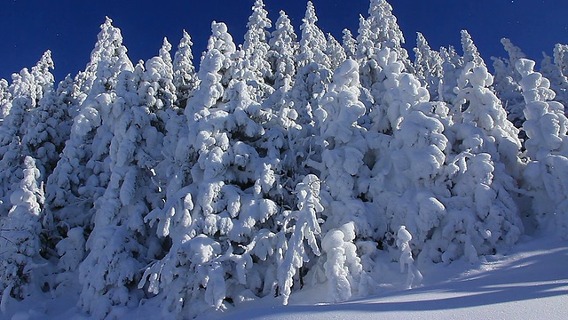 深冬，树上覆盖着厚厚的积雪，空气中漂浮着冰粒视频素材