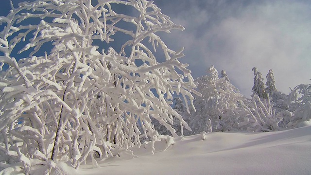 冬天，阳光明媚的一天，冰雪覆盖的森林视频素材